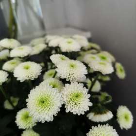 白色小雏菊5枝一扎 两种随机