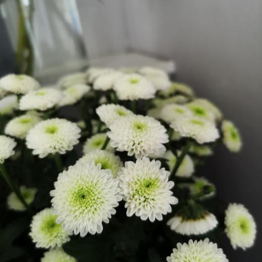 白色小雏菊5枝一扎 两种随机 商品图0