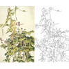 万一竖幅工笔花鸟白描底稿-扁豆-WT28 商品缩略图0
