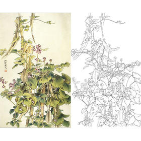 万一竖幅工笔花鸟白描底稿-扁豆-WT28