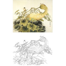 万一工笔花鸟白描底稿-南瓜-斗方小品册页-WT19