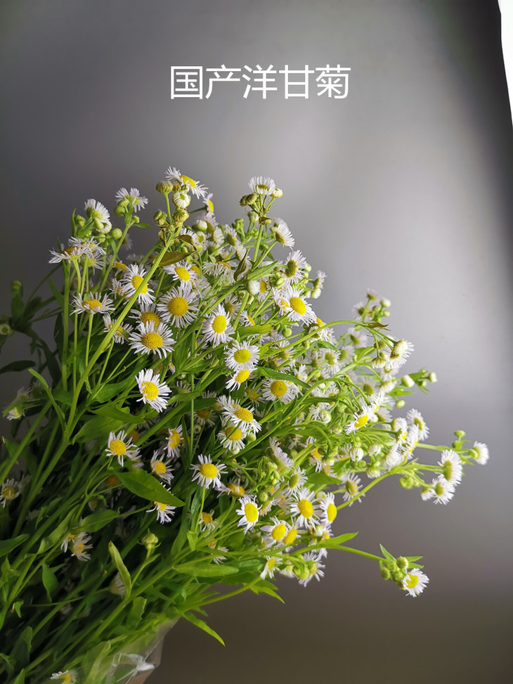 新品速递|国产洋甘菊,10支