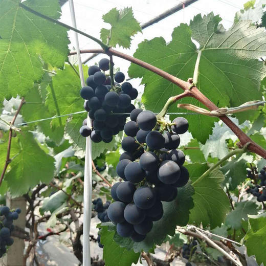 巨峰葡萄——香甜多汁，清香爽口 商品图2