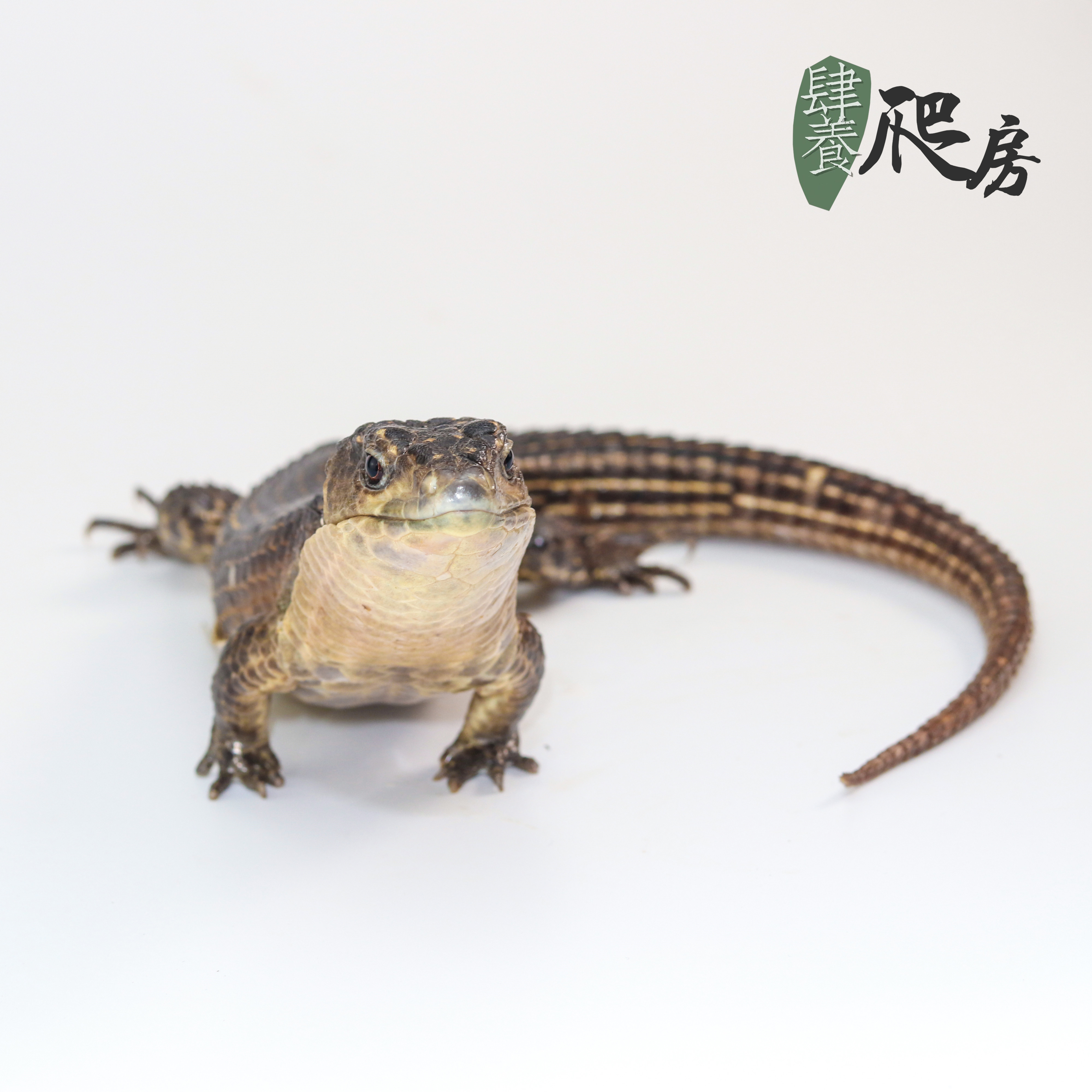 ht苏丹遁甲蜥(盾甲) | 40 ~ 50cm