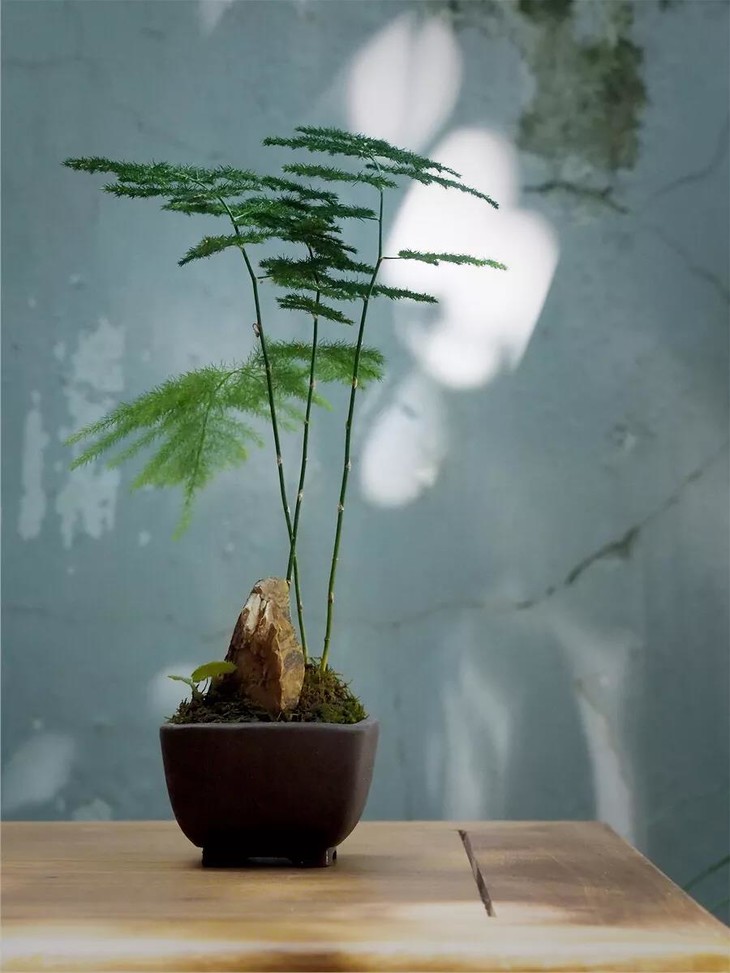 文竹盆景
