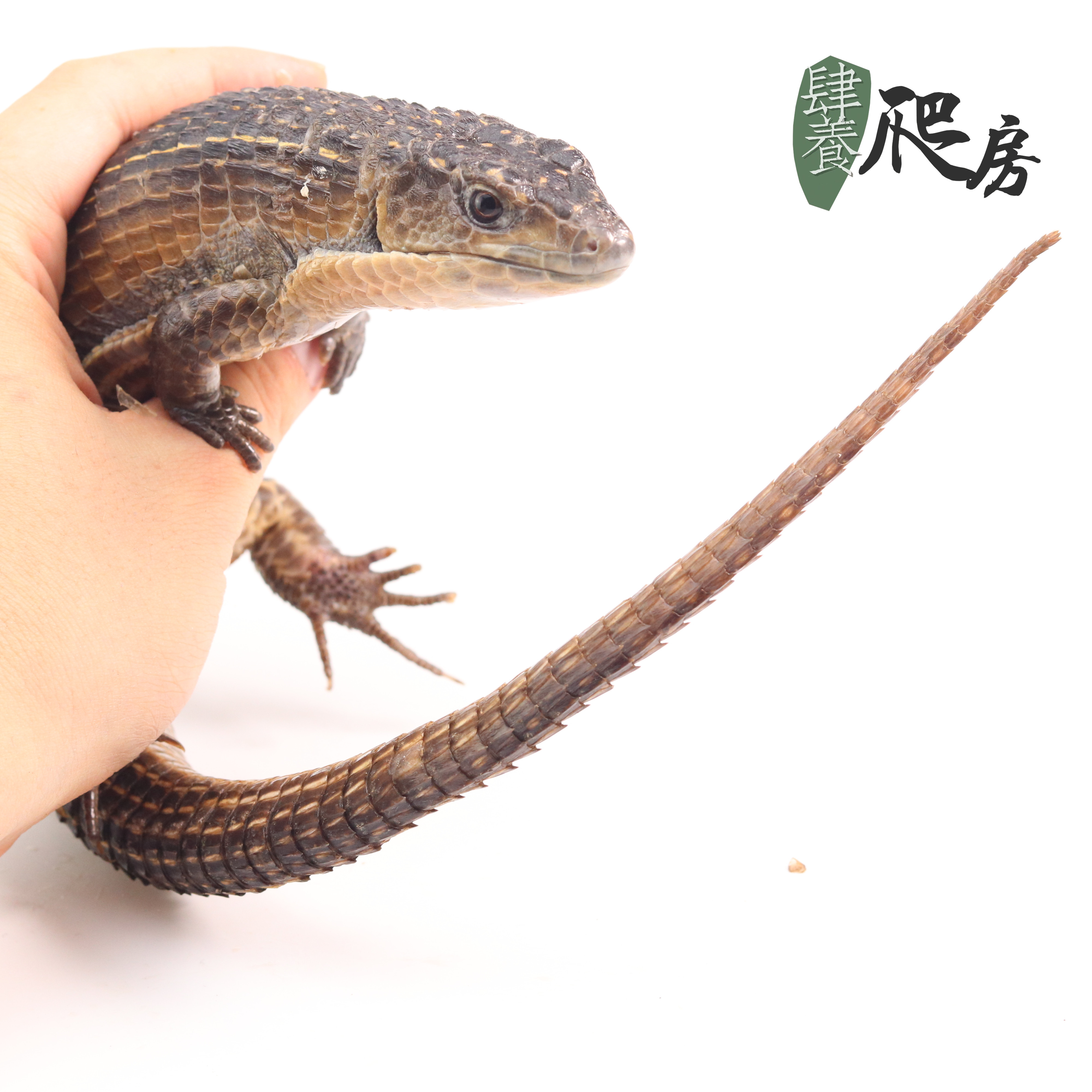 ht苏丹遁甲蜥(盾甲) | 40 ~ 50cm