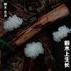 椴木小银耳100g 商品缩略图1