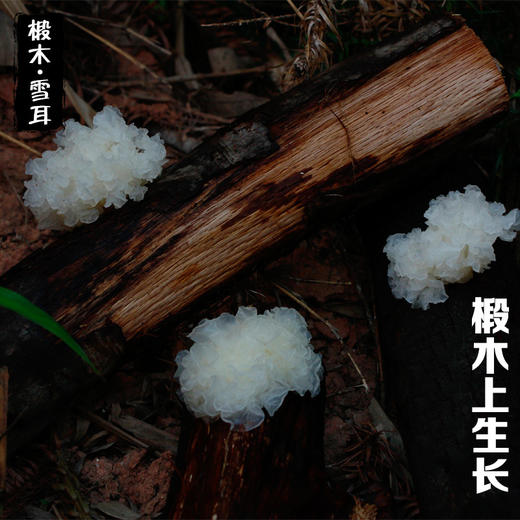 椴木小银耳100g 商品图1
