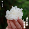 椴木小银耳100g 商品缩略图2