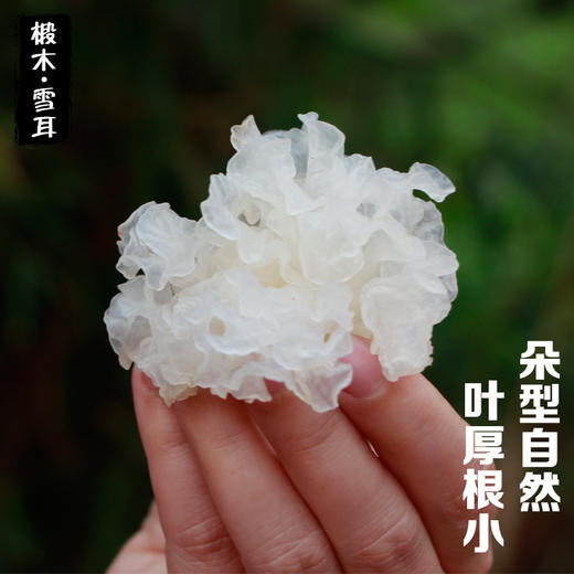 椴木小银耳100g 商品图2