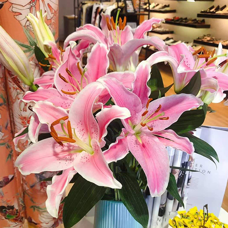 呼啸鲜花团 | 双头香水百合 3枝/束 插花期5-7天