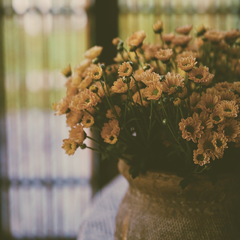 呼啸鲜花团 | 小雏菊 10枝/束 插花期3-5天