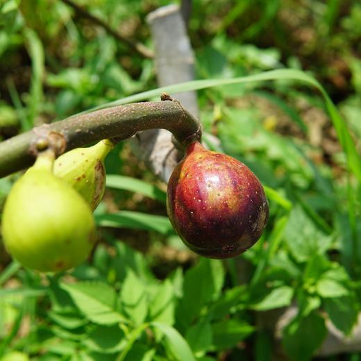 有机无花果（次品果）  | 绿家自产 *  Organic defective figs  | Self-production 商品图0