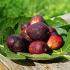 有机无花果（次品果）  | 绿家自产 *  Organic defective figs  | Self-production 商品缩略图1