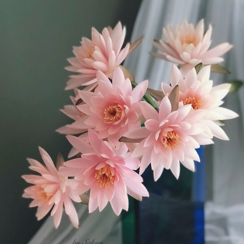 呼啸鲜花团 | 睡莲 10枝/束 插花期3-7天