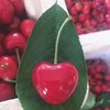【人气王】大连沙蜜豆樱桃——顺丰发货，美味直达 商品缩略图2