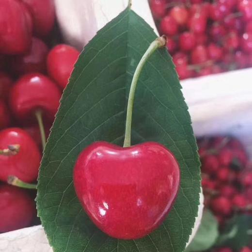 【人气王】大连沙蜜豆樱桃——顺丰发货，美味直达 商品图2