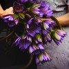呼啸鲜花团 | 睡莲 10枝/束 插花期3-7天 商品缩略图4