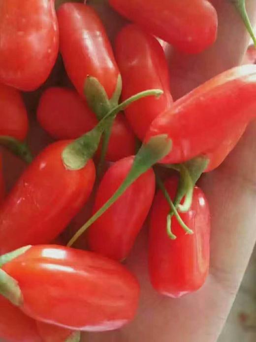 宁夏农科院 中宁鲜枸杞 500g  天然鲜果构杞子 免洗 顺丰包邮 商品图1