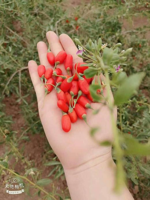 宁夏农科院 中宁鲜枸杞 500g  天然鲜果构杞子 免洗 顺丰包邮 商品图4