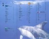 DK海洋大百科 神秘探索海洋世界 DK权威一场海底视觉盛宴 商品缩略图7