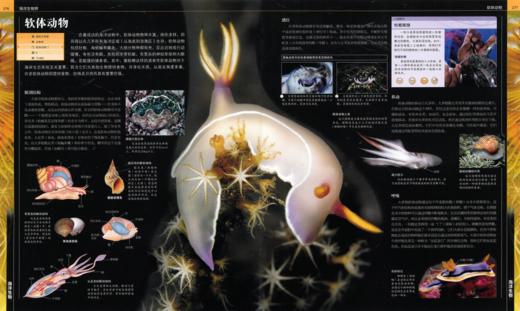 DK海洋大百科 神秘探索海洋世界 DK权威一场海底视觉盛宴 商品图13