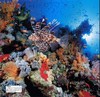 DK海洋大百科 神秘探索海洋世界 DK权威一场海底视觉盛宴 商品缩略图12