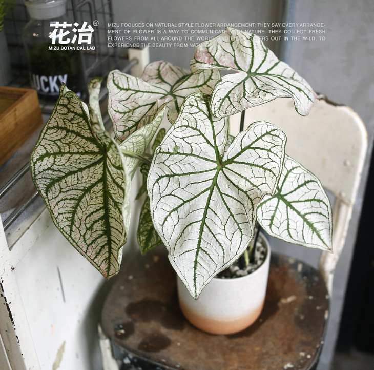 南天星-白 叶合果芋 caladiumthaibeauty