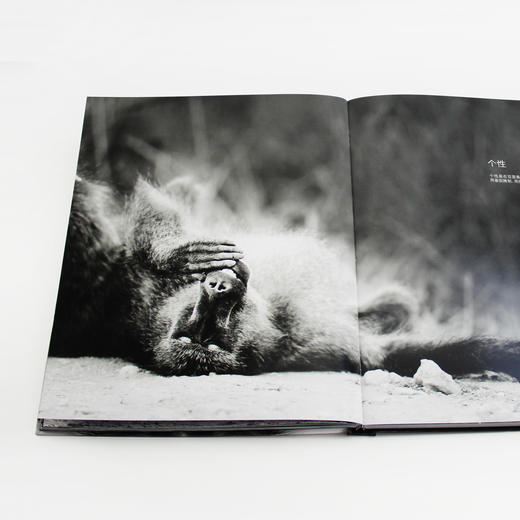 自然的影调   动物摄影大师范登伯格突破摄影界限之作-分销 商品图3