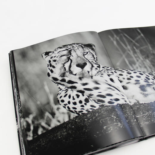 自然的影调   动物摄影大师范登伯格突破摄影界限之作-分销 商品图4