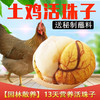 13天新鲜活珠子鸡胚蛋凤凰喜蛋非毛鸡蛋4-40枚 商品缩略图1