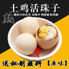 13天新鲜活珠子鸡胚蛋凤凰喜蛋非毛鸡蛋4-40枚 商品缩略图0