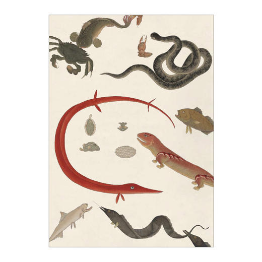 海错图笔记 张辰亮 著 解读故宫藏品《海错图》中的生物密码 中信出版社图书 正版书籍 商品图4