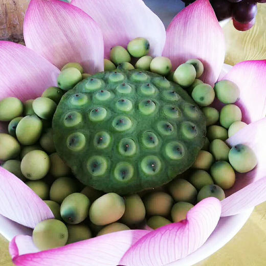 佛冈荷花小镇 新鲜莲子 水果莲子 清热解毒荷叶茶 商品图0