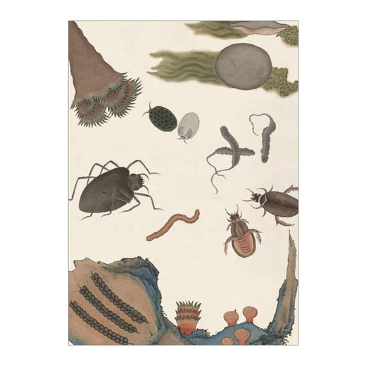 海错图笔记 张辰亮 著 解读故宫藏品《海错图》中的生物密码 中信出版社图书 正版书籍 商品图7