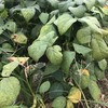 （自产）新鲜带壳有机黄豆500克 商品缩略图3
