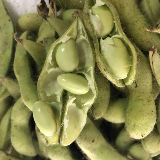 （自产）新鲜带壳有机黄豆500克 商品图0