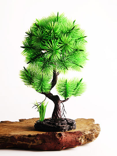 造景大师系列—唯美【罗汉松】 随手一放即可绽放唯美！ 商品图1