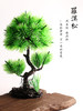 造景大师系列—唯美【罗汉松】 随手一放即可绽放唯美！ 商品缩略图0