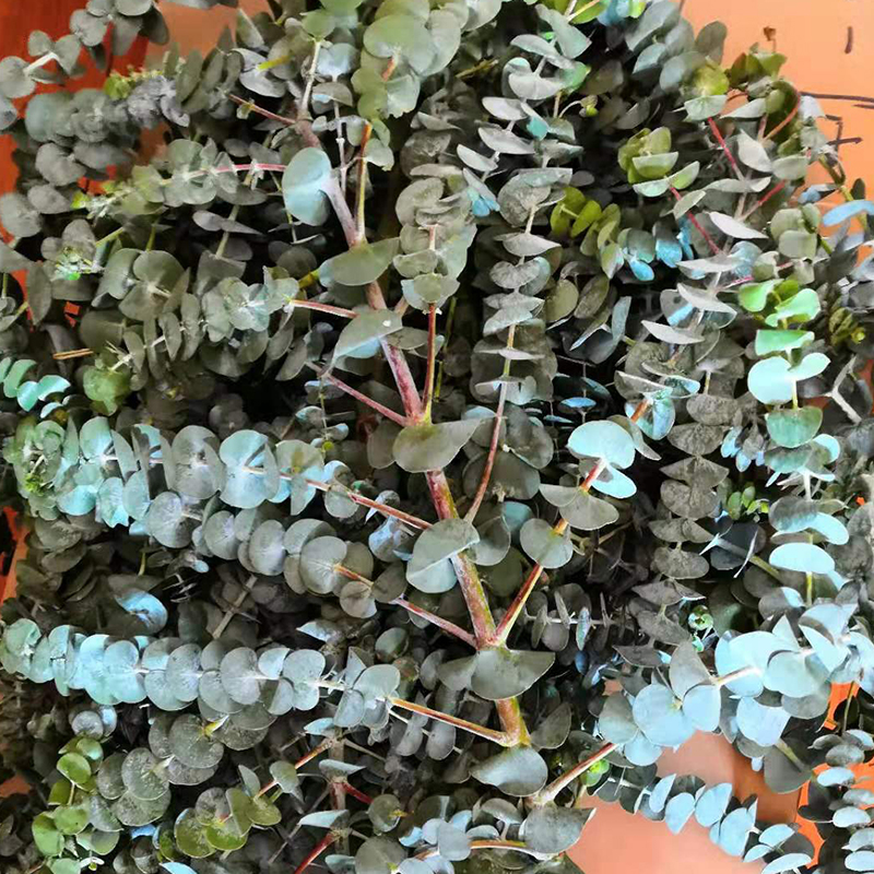 呼啸鲜花团 | 尤加利叶 300G-500G/束 插花期5-7天