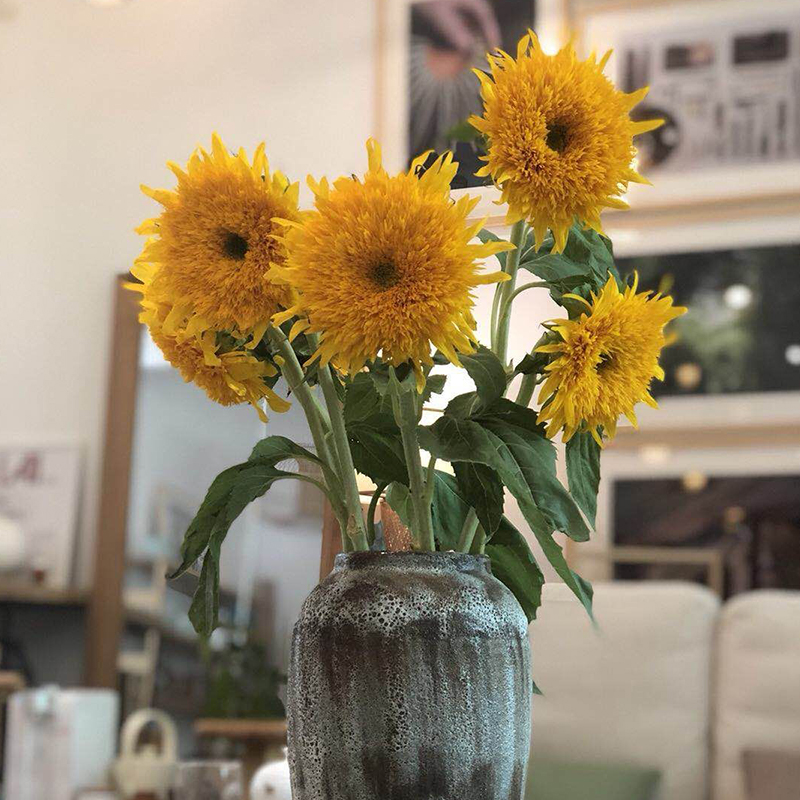 呼啸鲜花团 | 泰迪向日葵 3枝/束 插花期5-7天