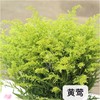 呼啸鲜花团 | 黄莹 10枝/束 插花期5-7天 商品缩略图1
