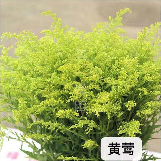 呼啸鲜花团 | 黄莹 10枝/束 插花期5-7天 商品图1