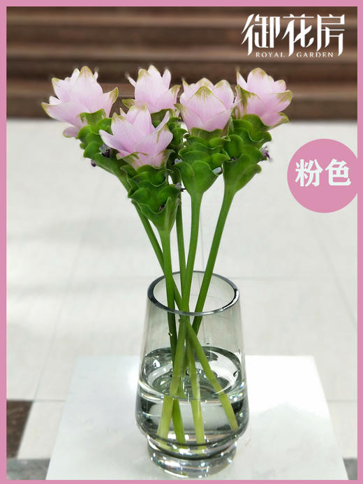 姜荷花 商品图2