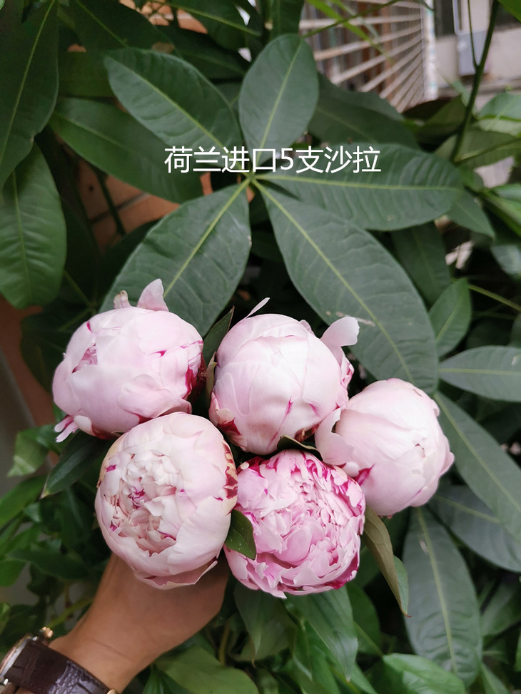 精品芍药花推荐|荷兰粉莎拉