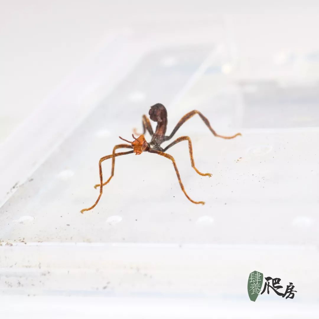 ht 幽灵竹节虫 extatosoma tiaratum | 虫卵 幼虫