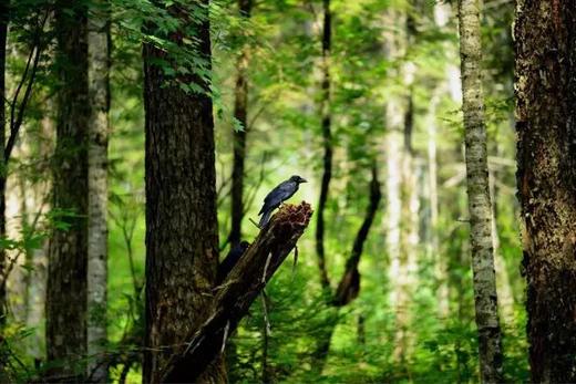 （永久下架）22℃清凉长白山避暑之旅 商品图2