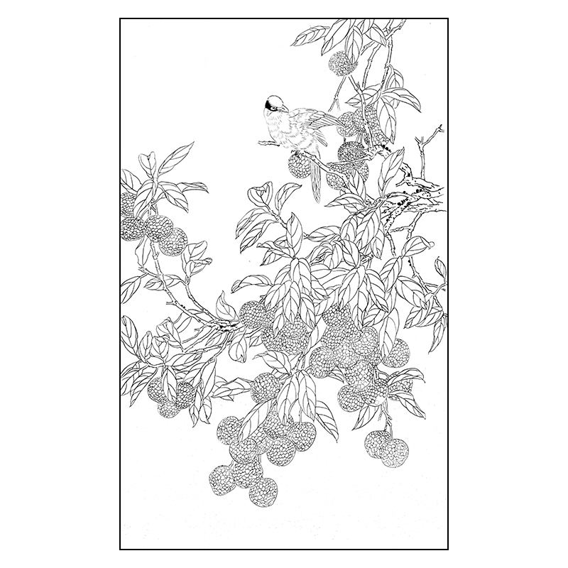 tp285周中耀高清工笔画素材荔枝国画花鸟线描稿工笔画