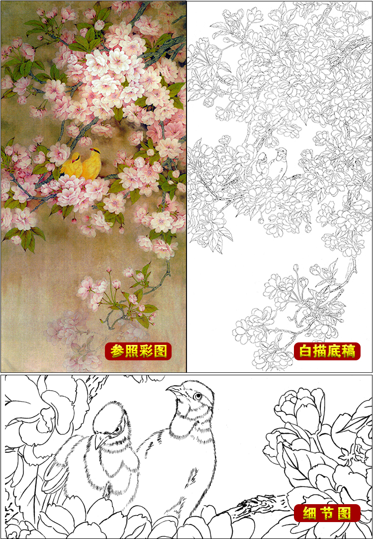 tp295周中耀国画工笔画白描底稿樱花临摹花卉画册图谱