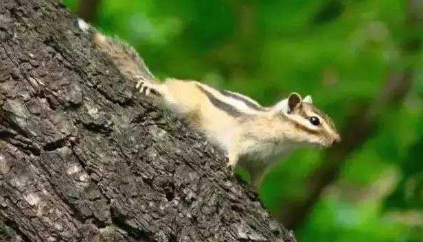 仙湖松林营地 | 有趣的亲子露营天堂